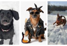 Ove male njuškice trebaju pomoć! Evo kako im možete pomoći!